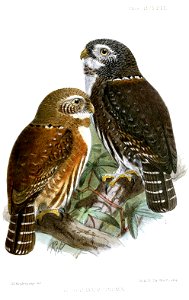 GlaucidiumGnomaKeulemans