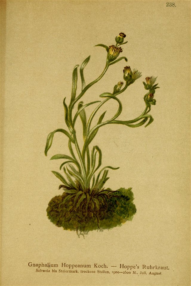 Gnaphalium hoppeanum