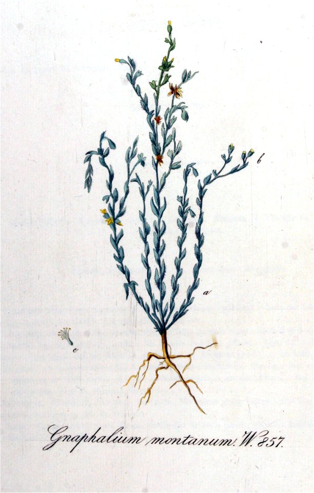 Gnaphalium montanum — Flora Batava — Volume v11