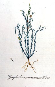 Gnaphalium montanum — Flora Batava — Volume v11