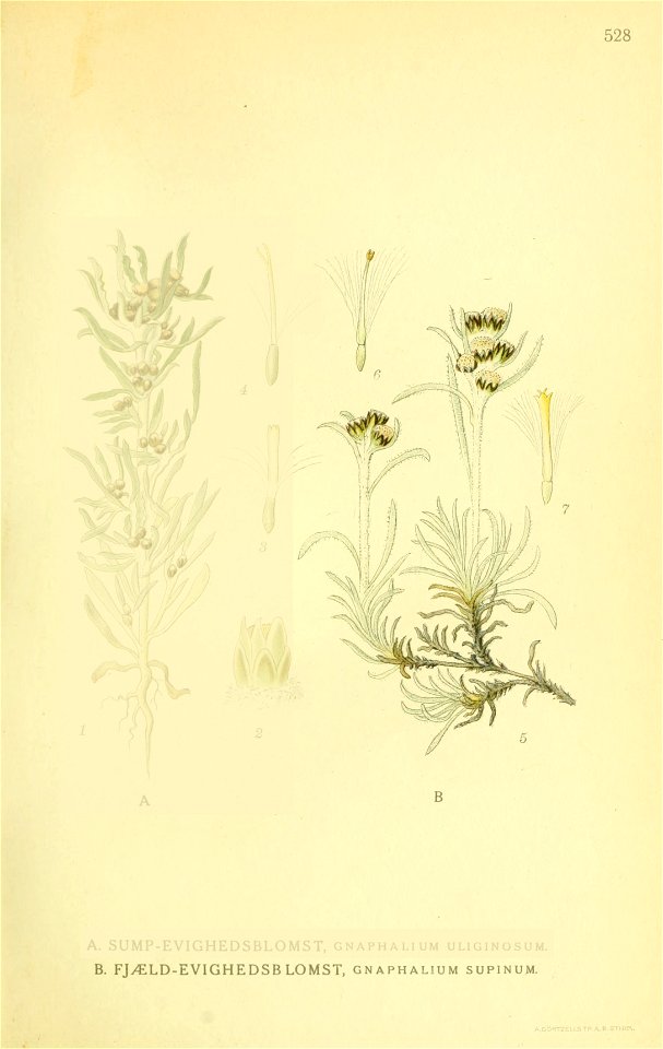 Gnaphalium supinum ssp supinum