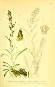 Gnaphalium sylvaticum