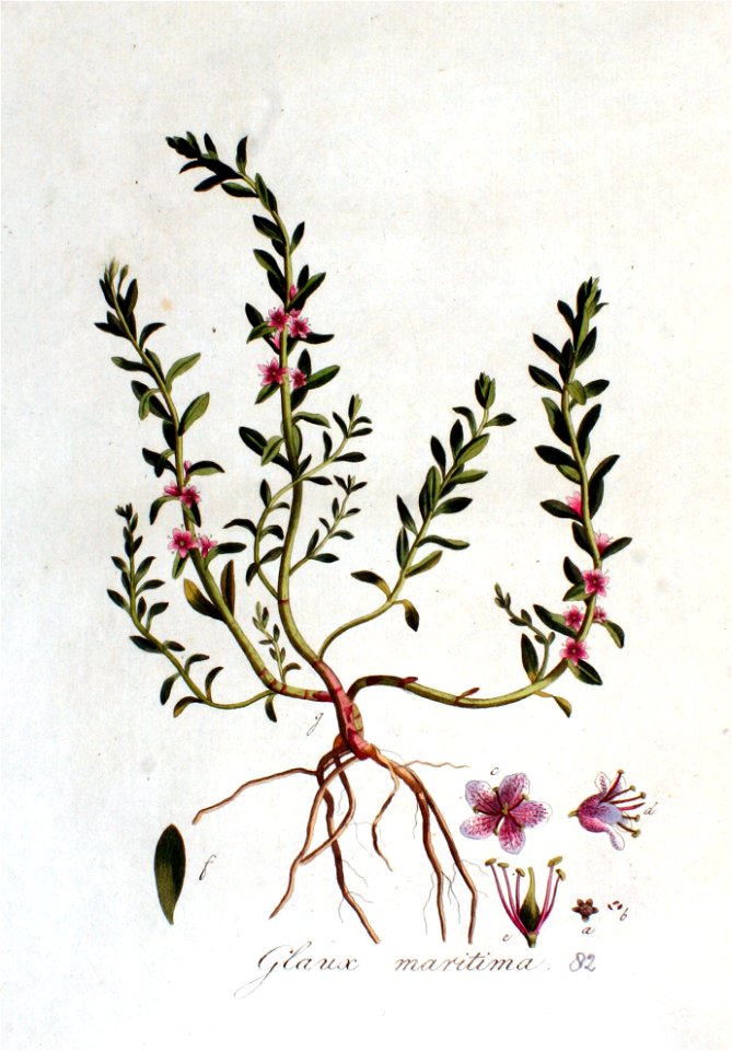 Glaux maritima — Flora Batava — Volume v2