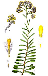 Gnaphalium arenarium Sturm30