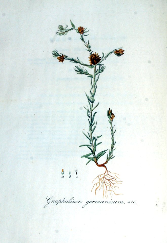 Gnaphalium germanicum — Flora Batava — Volume v6