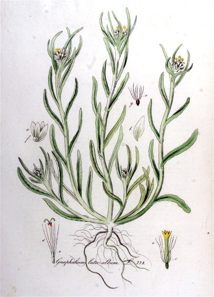 Gnaphalium luteo-album — Flora Batava — Volume v10