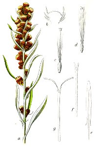 Gnaphalium sylvaticum Sturm23