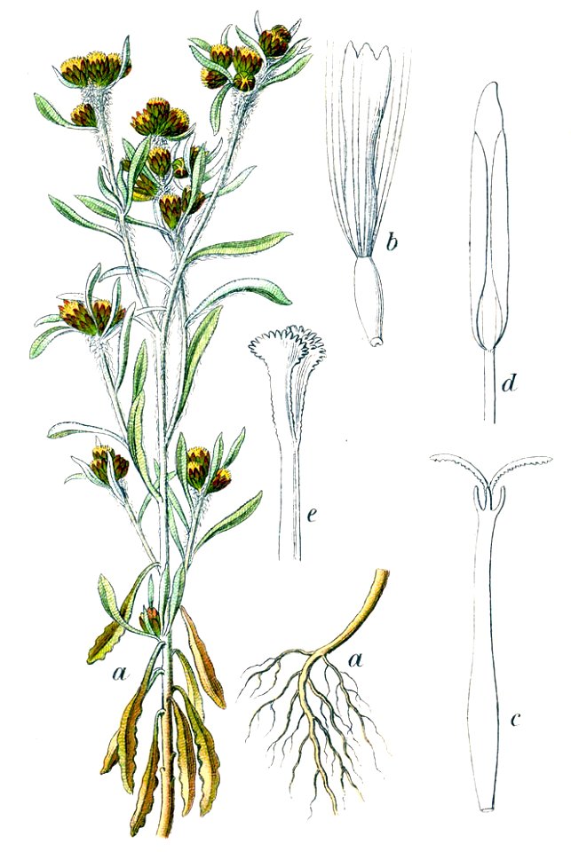 Gnaphalium Uliginosum Sturm26 - Free Stock Illustrations 