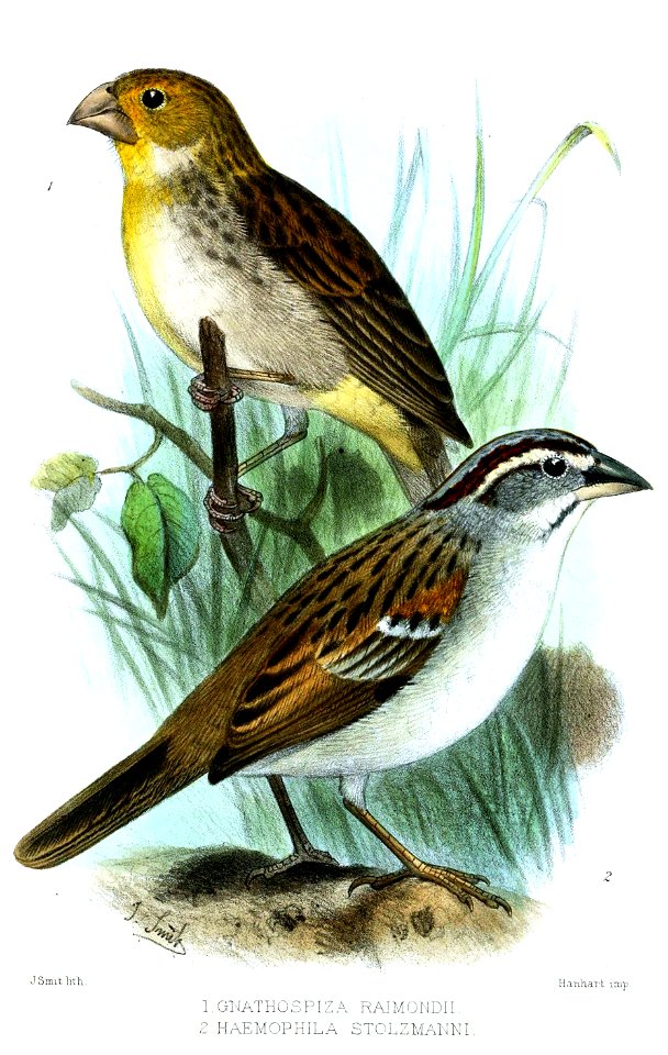 GnathospizaHaemophilaSmit