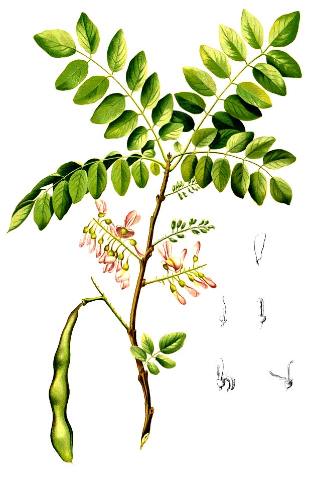 Gliricidia sepium Blanco2.250-cropped