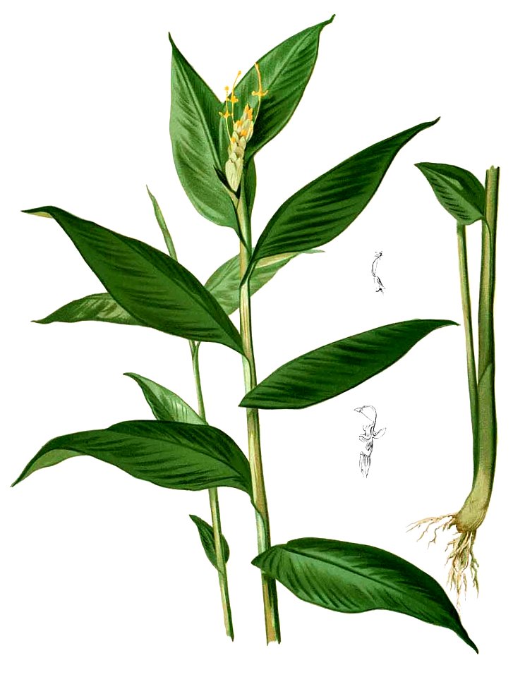 Globba marantina Blanco2.351-cropped