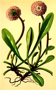 Globularia nudicaulis Atlas Alpenflora