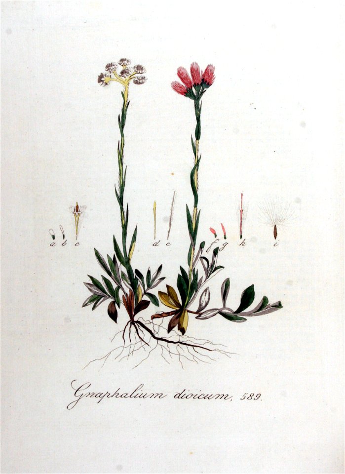 Gnaphalium dioicum — Flora Batava — Volume v8