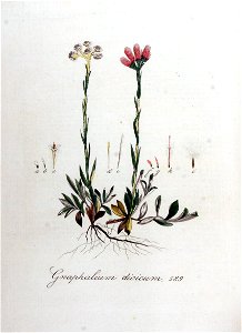 Gnaphalium dioicum — Flora Batava — Volume v8