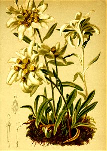 Gnaphalium leontopodium Atlas Alpenflora