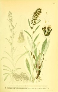 Gnaphalium norvegicum - 001x