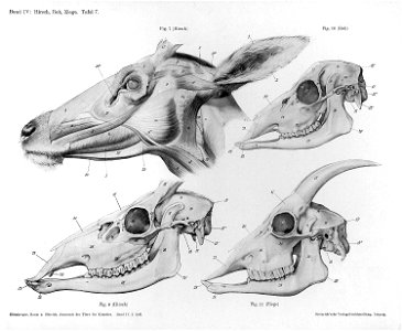 Goat anatomy head