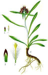 Gnaphalium supinum Sturm25