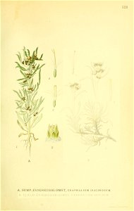 Gnaphalium uliginosum ssp uliginosum