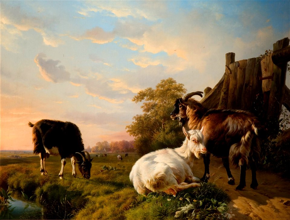 Goats (E.J Verboeckhoven)