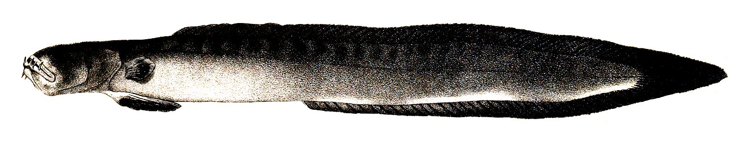 Gobioides buchanani Ford 67