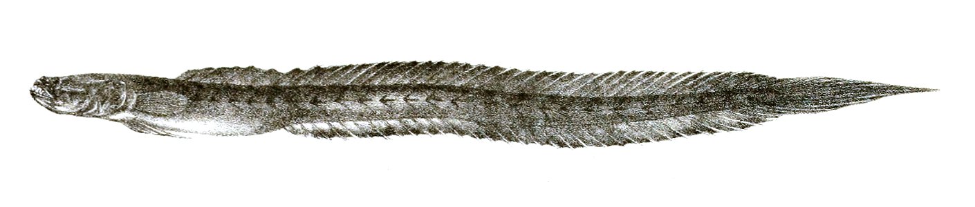 Gobioides tenuis Ford 69