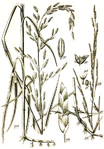 Glyceria spp Sturm38