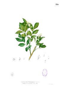 Glycosmis pentaphylla Blanco1.155