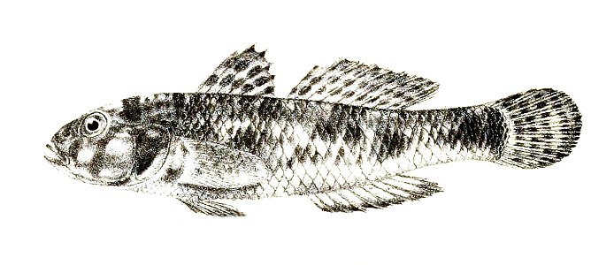 Gobius criniger Ford 62