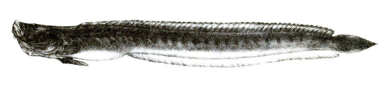 Gobioides cirratus Ford 69