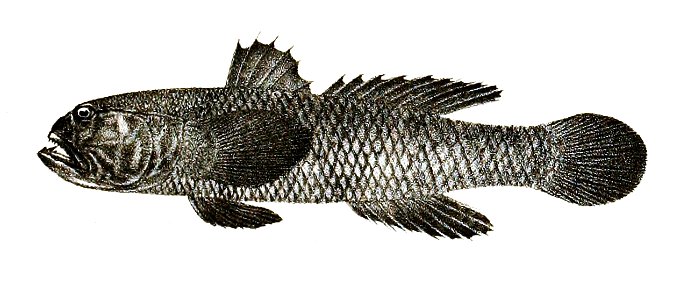 Gobius masoni Ford 61