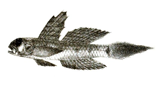 Gobius acutipinnis Ford 61