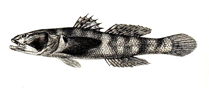 Gobius planifrons Ford 63