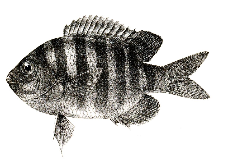 Glyphidodon bengalensis Mintern 83