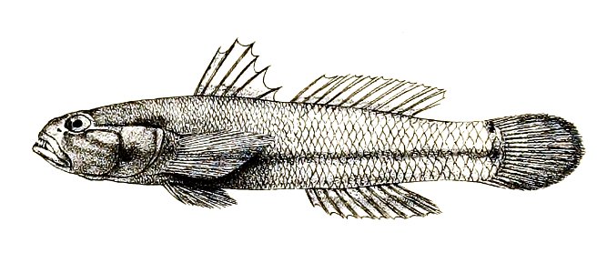 Gobius brevirostris Ford 63