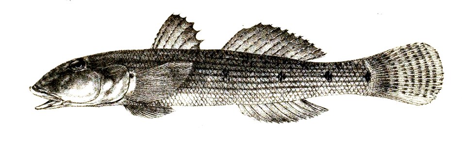 Gobius striatus Ford 62