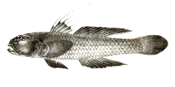 Gobius cyanosmos Ford 61