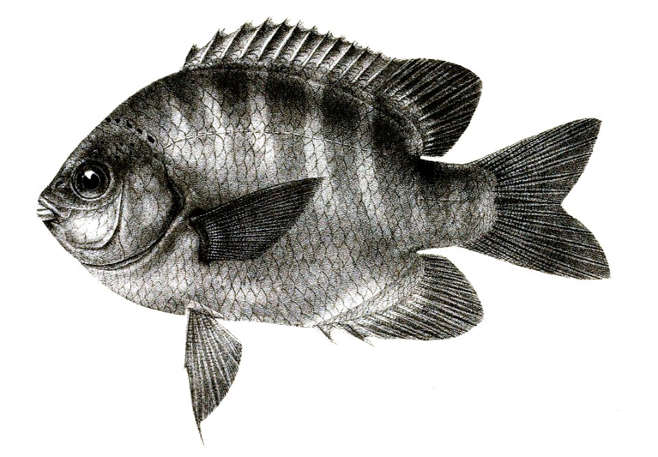 Glyphidodon sordidus Mintern 83
