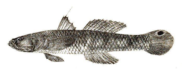 Gobius ocellatus Ford 61