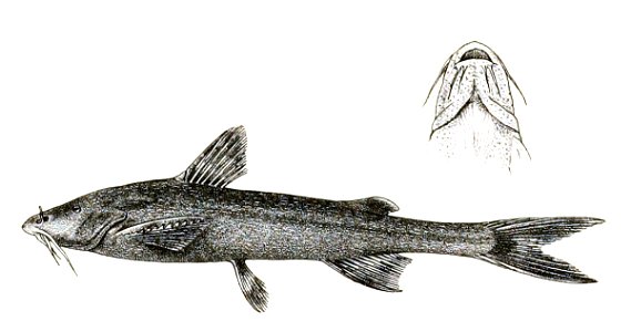 Glyptosternum botia Mintern 113