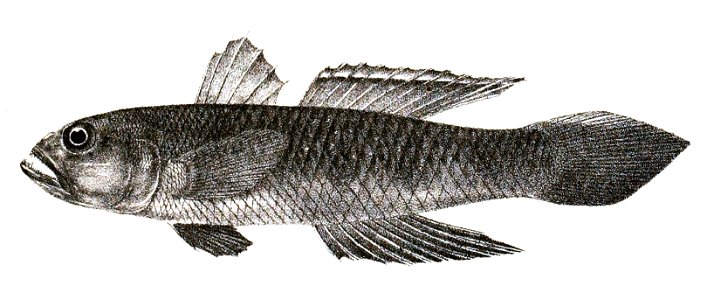Gobius viridipunctatus Ford 59