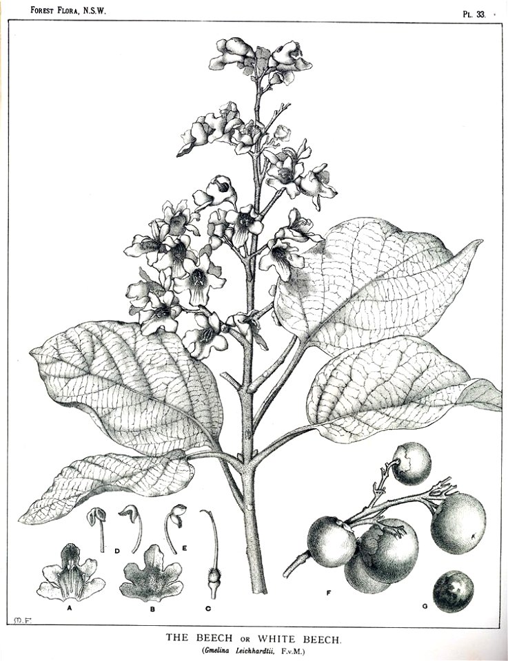 Gmelina leichhardtii00