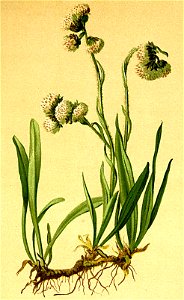 Gnaphalium carpathicum Atlas Alpenflora