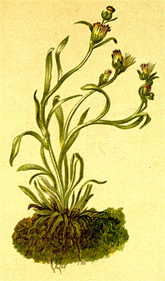 Gnaphalium hoppeanum Atlas Alpenflora