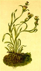 Gnaphalium hoppeanum Atlas Alpenflora