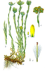 Gnaphalium luteoalbum Sturm27