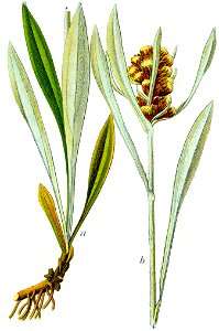 Gnaphalium sp Sturm24