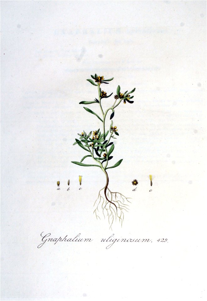 Gnaphalium uliginosum — Flora Batava — Volume v6