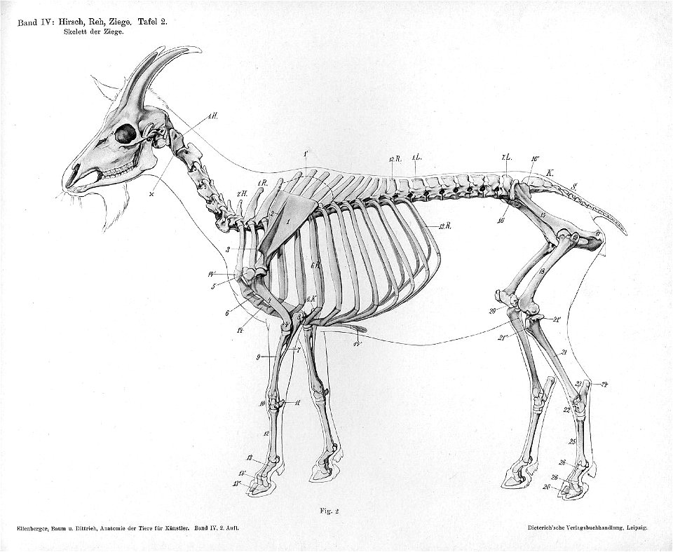 Goat anatomy lateral skeleton view
