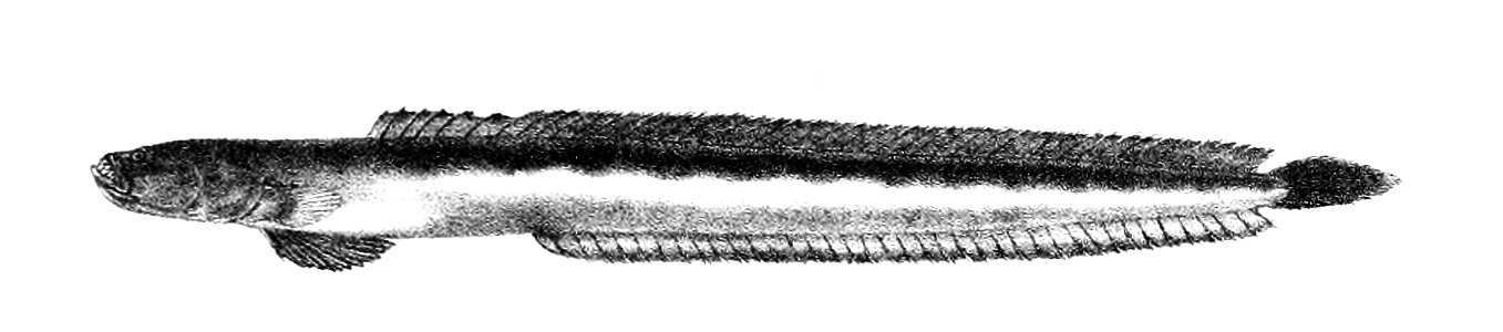 Gobioides caeculus Ford 68
